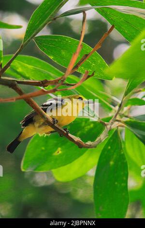 Eine wunderschöne männliche gewöhnliche Iora (aegithina tiphia) steht im Sommer auf einem Baumzweig im indischen Regenwald Stockfoto