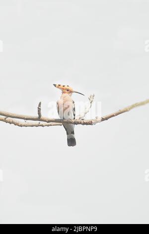 Schöner eurasischer Wiedehopf auf einem Ast mit weißem Hintergrund Stockfoto