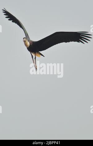 Sehr seltener und gefährdeter, am Himmel fliegender, wollhalsigem Storch (Ciconia episcopus), gangetic-Delta-Region westbengalen in indien Stockfoto