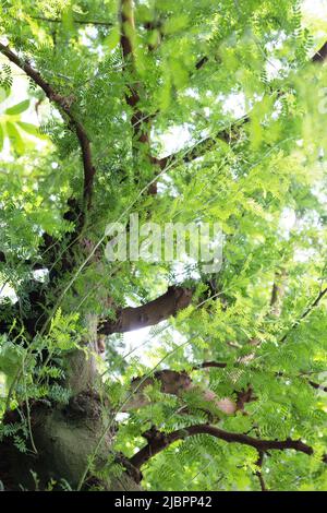 Acacia erioloba - Kameldornbaum. Stockfoto