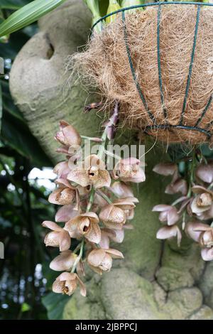 Acineta Superba Orchideenpflanze mit Blumen in einem hängenden Behälter. Stockfoto