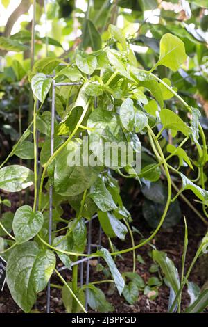 Basella alba - malabar Spinat Pflanze. Stockfoto