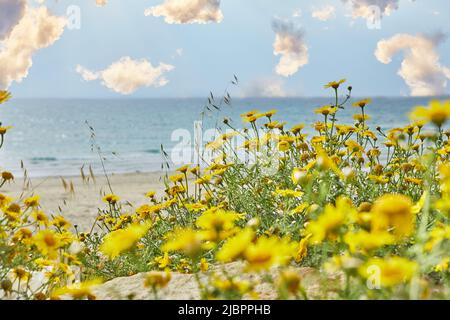 Landschaft, mit Wolken am Ufer des Mittelmeers, die gelbe Blumen wachsen Stockfoto