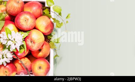 Natürliche Äpfel in einer weißen Holzkiste auf grünem Hintergrund Stockfoto