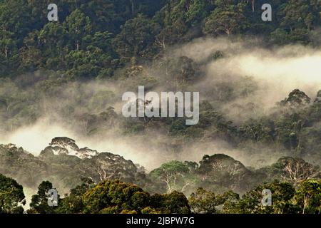 Die Baumkronen des Regenwaldes sind vom abgelegenen Dorf Nanga Raun in Kalis, Kapuas Hulu, West Kalimantan, Indonesien, aus zu sehen. Stockfoto