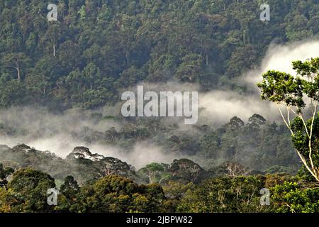 Die Baumkronen des Regenwaldes sind vom abgelegenen Dorf Nanga Raun in Kalis, Kapuas Hulu, West Kalimantan, Indonesien, aus zu sehen. Stockfoto