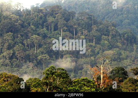 Die Baumkronen des Regenwaldes sind vom abgelegenen Dorf Nanga Raun in Kalis, Kapuas Hulu, West Kalimantan, Indonesien, aus zu sehen. Stockfoto