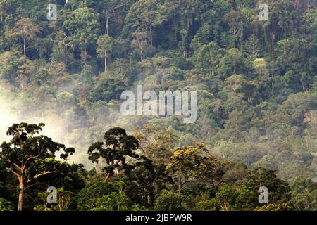 Die Baumkronen des Regenwaldes sind vom abgelegenen Dorf Nanga Raun in Kalis, Kapuas Hulu, West Kalimantan, Indonesien, aus zu sehen. Stockfoto