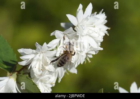 Westliche Honigbiene oder europäische Honigbiene (APIs mellifera) auf weißen Blüten des Strauches Deutzia der Familie Hydrangeaceae. Frühling in einem holländischen Garten Stockfoto