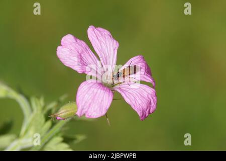 Orangefarbene Sägeblattfliege mit einem schwarzen Kopf Athalia. Familie Gemeine Sägeblattfliegen (Tenthredinidae). Auf einer rosa Blume von Geranium endressii. Familie Geraniaceae. Mai, Stockfoto