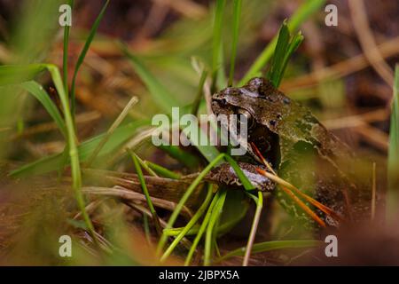 Nahaufnahme des Moorfrosches (Rana arvalis), der im Gras sitzt, mit verschwommenem Gras im Vordergrund im Irish Wild Nephim Nationalpark Stockfoto