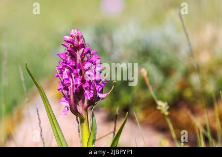 Nahaufnahme einer frühen Sumpforchidee auf einer Wiese Stockfoto