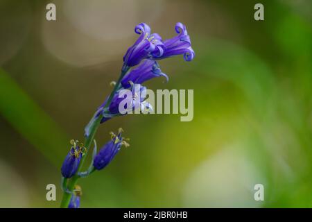 Nahaufnahme der Blüten des gemeinen Bluebells (Hyacinthoides non-scripta) mit verschwommenem Hintergrund Stockfoto