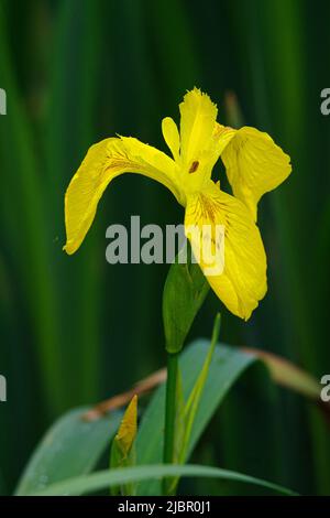 Iris mit gelber Flagge und Tau-Tropfen Stockfoto