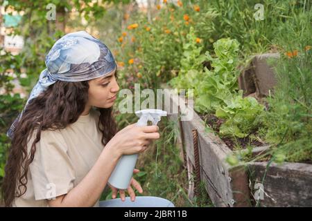 Junge Bäuerin spritzt Wasser auf einen Salat in einem Stadtgarten. Stockfoto