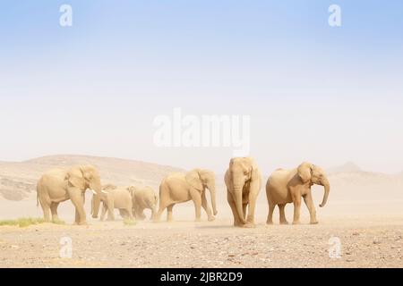 Afrikanischer Elefant (Loxodonta africana), an die Wüste angepasste Elefantenherde in der Wüste, Hoanib-Wüste, Kaokoland, Namibia. Stockfoto