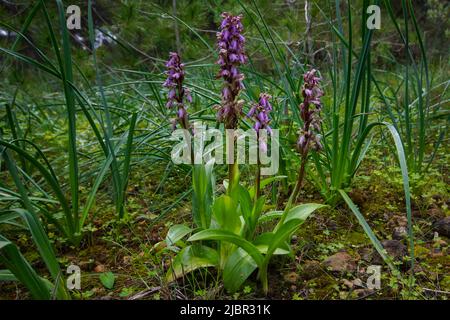 Vier riesige Orchideenblüten (Himantoglossum robertianum), Frühling auf Mallorca, Spanien Stockfoto