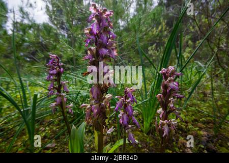 4 riesige Orchideenblüten (Himantoglossum robertianum), Frühling auf Mallorca, Spanien Stockfoto