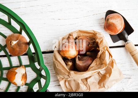 Oben Ansicht von Tulpenpflanzkorb mit Tulpenbirnen in brauner Papiertüte im Herbst. Weißes Holzbrett Gartenarbeit Hintergrund. Stockfoto