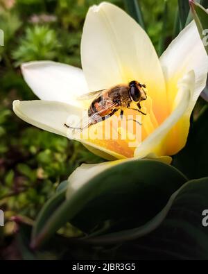 Biene auf einer gelben Tulpenblume sammelt Nektar. Frühling. Ein Foto. Stockfoto