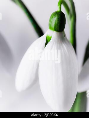 Schneeglöckchen im Schnee im Frühjahr. Makro Stockfoto