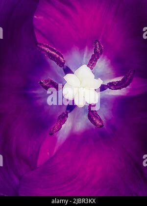 Das Zentrum einer violetten Tulpe mit Stempel und Staubgefäßen. Hintergrund. Makro. Foto. Stockfoto