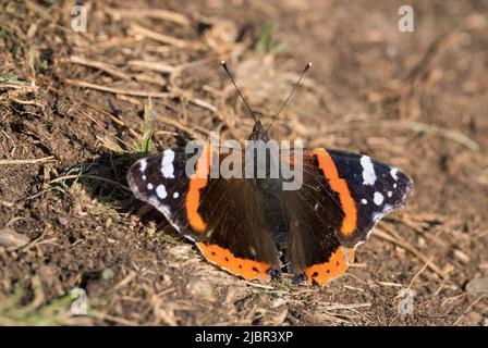 Red Admiral Butterfly - Vanessa atalanta, schöner farbiger Schmetterling aus europäischen Wiesen und Weiden, Runde Island, Norwegen. Stockfoto