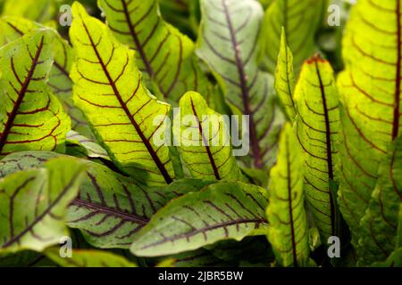 Rumex patientia oder Rumex sanguineus. Im offenen Boden ist der Sauerampfer blutrot. Große längliche, lanzettlich grüne Blätter mit violett ausgeprägten Adern Stockfoto