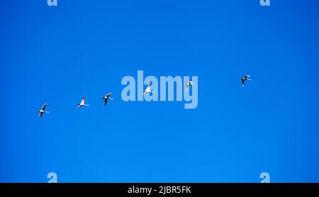 Schwäne fliegen am klaren Himmel. Wilde Gänse auf einem Hintergrund von blauem wolkenlosem Himmel an einem sonnigen, warmen Morgen Stockfoto