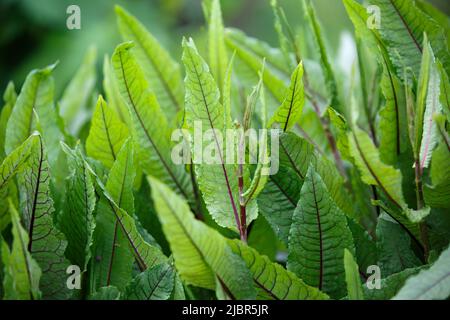 Rumex sanguineus. Im offenen Boden ist der Sauerampfer blutrot. Große längliche, mittelgrüne Blätter mit violett ausgeprägten Adern Stockfoto