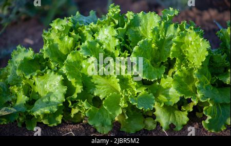 Salatblätter wachsen in offenem Boden Stockfoto