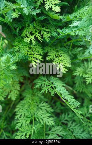 Üppiges Laub einer grünen Pflanze aus der Nähe. Stockfoto