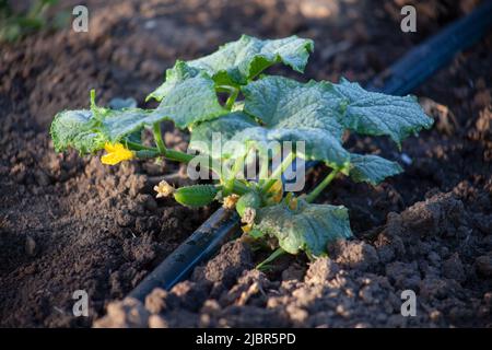 Junge kleine Gurken wachsen im Boden unter Tropfbewässerung. Landwirtschaftlicher Anbau von Gemüse unter Tropfbewässerung Stockfoto