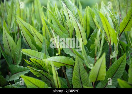 Rumex sanguineus. Im offenen Boden ist der Sauerampfer blutrot. Große längliche, lanzettlich grüne Blätter mit violett ausgeprägten Adern Stockfoto