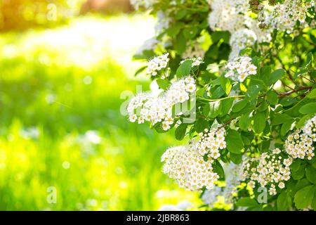 Viele weiße Spirea (Spiraea Vanhouttei Briot Zabel Gold Fountain) blüht im Frühjahr mit grünen Blättern im Garten mit Kopierfläche. Stockfoto