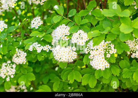 Viele weiße Spirea (Spiraea Vanhouttei Briot Zabel Gold Fountain) blüht im Frühjahr mit grünen Blättern im Garten. Stockfoto