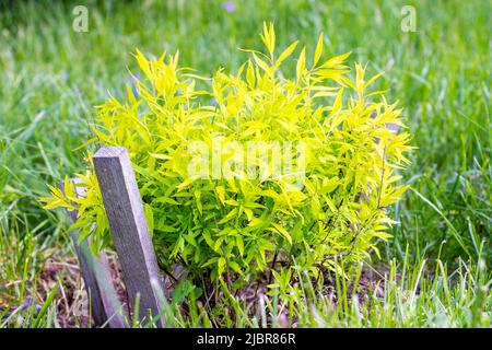 Leuchtend grüne Spirea (Spiraea thunbergii Ogon) Blätter wachsen im Frühling mit kleinen weißen Blüten im Garten. Stockfoto