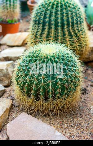 Grüner runder dorniger Goldener Barrel-Kaktus (Echinocactus grusonii oder Kroenleinia grusonii) Pflanze mit Nadeln im Garten. Stockfoto