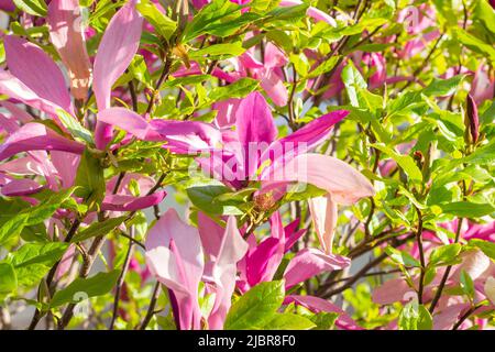 Hellrosa Magnolia Susan liliiflora blüht im Frühling mit grünen Blättern im Garten. Stockfoto