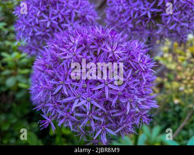 Nahaufnahme der lila Riesenzwiebel, Allium giganteum, Blossom. Schöne und bunte Blume. Stockfoto