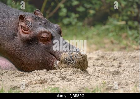 Nilpferd auf dem Boden. Porträt eines Schlafigen jungen Flusspferd amphibisch. Hippo. Gewöhnlicher Nilpferd. Flusspferd. Entspannung. Stockfoto