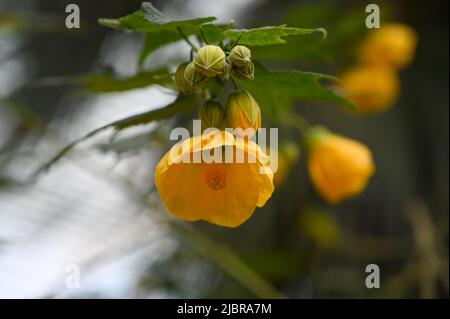 Schöne gelbe Blumen Pflanze im Garten Stockfoto