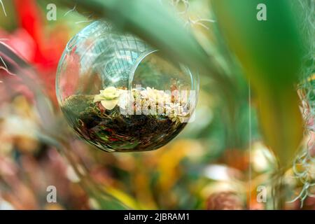 Transparentes, rundes Florarium mit Sukkulenten, an einer Schnur aufgehängt. Nahaufnahme. Pflanzen im Hintergrund. Stockfoto