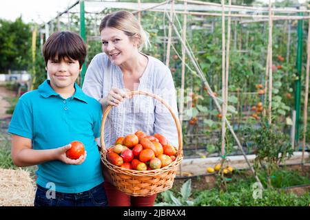 Gärtnerin mit Junge hält Korb mit frischen Tomaten im Garten Stockfoto