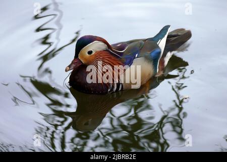 IVANO-FRANKIVSK, UKRAINE - 07. JUNI 2022 - Eine Mandarinente schwimmt am Abend auf dem Stadtsee, Ivano-Frankivsk, Westukraine. Dieses Foto kann nicht in der russischen Föderation verteilt werden. Stockfoto