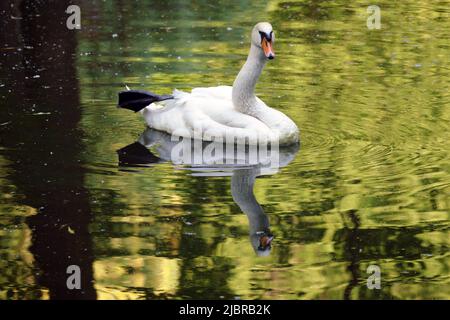 IVANO-FRANKIVSK, UKRAINE - 07. JUNI 2022 - Ein weißer Schwan schwimmt bei Sonnenuntergang auf dem Stadtsee, Ivano-Frankivsk, Westukraine. Dieses Foto kann nicht in der russischen Föderation verteilt werden. Stockfoto