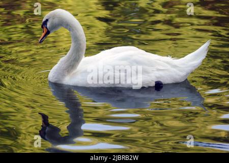 IVANO-FRANKIVSK, UKRAINE - 07. JUNI 2022 - Ein weißer Schwan schwimmt bei Sonnenuntergang auf dem Stadtsee, Ivano-Frankivsk, Westukraine. Dieses Foto kann nicht in der russischen Föderation verteilt werden. Stockfoto