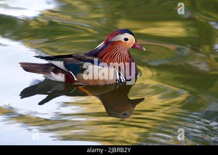 IVANO-FRANKIVSK, UKRAINE - 07. JUNI 2022 - Eine Mandarinente schwimmt am Abend auf dem Stadtsee, Ivano-Frankivsk, Westukraine. Dieses Foto kann nicht in der russischen Föderation verteilt werden. Stockfoto