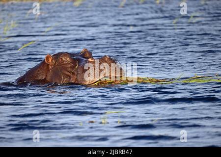 Hippopotamus, der Vegetation im Chobe River Botswana frisst Stockfoto