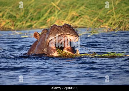 Hippopotamus, der Vegetation im Chobe River Botswana frisst Stockfoto